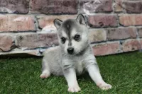 Baxter , a male Alaskan Klee Kai for sale in Maurice, IA – 8 of 10