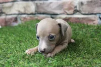 Misty , a female Italian Greyhound for sale in Maurice, IA – 3 of 6