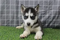 Ivy , a female Siberian Husky for sale in Maurice, IA – Photo 8 of 8