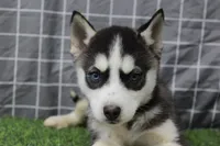 Ivy , a female Siberian Husky for sale in Maurice, IA – Photo 5 of 8