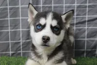 Ivy , a female Siberian Husky for sale in Maurice, IA – Photo 4 of 8