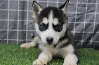 Ivy , a female Siberian Husky for sale in Maurice, IA – Photo 6 of 8