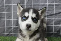 Ivy , a female Siberian Husky for sale in Maurice, IA – Photo 3 of 8