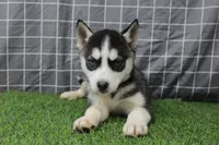 Ivy , a female Siberian Husky for sale in Maurice, IA – Photo 7 of 8