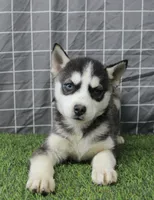 Ivy , a female Siberian Husky for sale in Maurice, IA – Photo 2 of 8