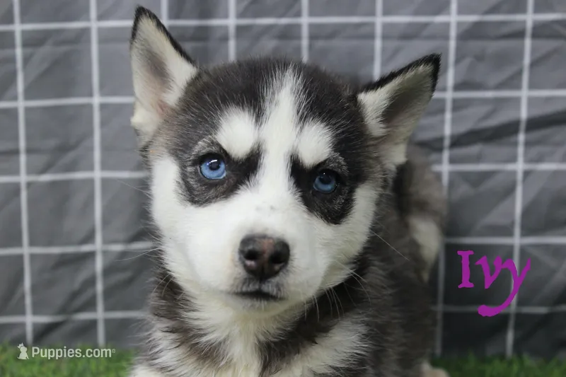 Ivy  – Siberian Husky puppy for sale in Maurice, IA