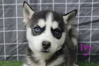Ivy , a female Siberian Husky for sale in Maurice, IA – Photo 1 of 8