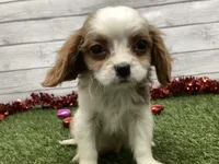 Ziggy, a male Cavalier King Charles Spaniel for sale in Maurice, IA – Photo 2 of 5