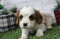 Zig, a male Cavalier King Charles Spaniel for sale in Maurice, IA – Photo 5 of 5