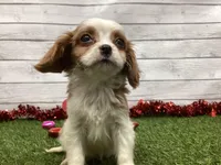 Ziggy, a male Cavalier King Charles Spaniel for sale in Maurice, IA – Photo 3 of 5