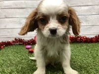 Ziggy, a male Cavalier King Charles Spaniel for sale in Maurice, IA – Photo 5 of 5