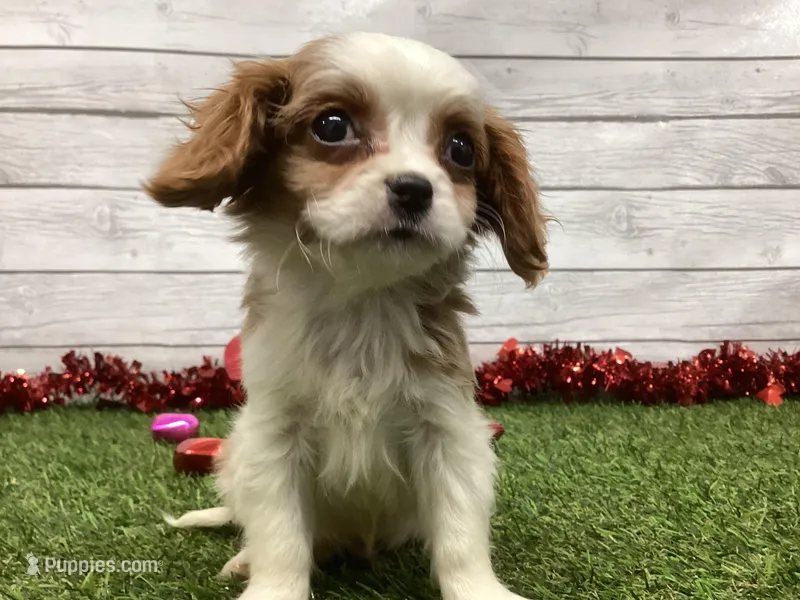 Ziggy, a male Cavalier King Charles Spaniel for sale in Maurice, IA – Photo 1 of 5