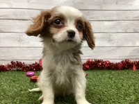 Ziggy, a male Cavalier King Charles Spaniel for sale in Maurice, IA – Photo 1 of 5