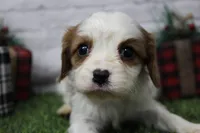 Zig, a male Cavalier King Charles Spaniel for sale in Maurice, IA – Photo 2 of 5