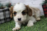 Zig, a male Cavalier King Charles Spaniel for sale in Maurice, IA – Photo 3 of 5