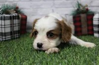 Zig, a male Cavalier King Charles Spaniel for sale in Maurice, IA – Photo 4 of 5