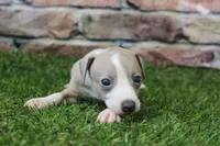 Jade , a female Italian Greyhound for sale in Maurice, IA – 4 of 6