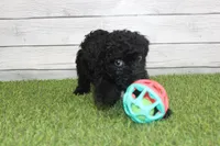 Honey, a female Kerry Blue Terrier for sale in Maurice, IA – 5 of 10