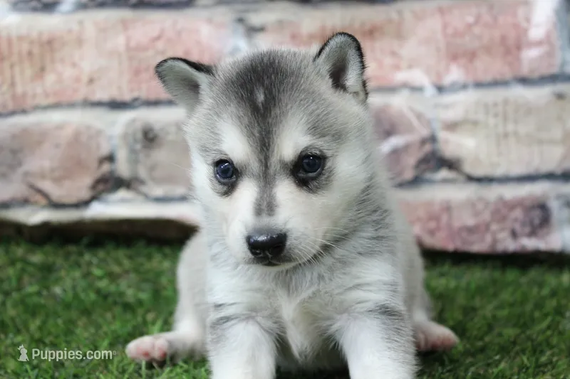 Baxter  – Alaskan Klee Kai puppy for sale in Maurice, IA