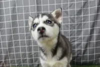 Dixie , a female Siberian Husky for sale in Maurice, IA – Photo 3 of 5