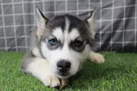 Dixie , a female Siberian Husky for sale in Maurice, IA – Photo 5 of 5