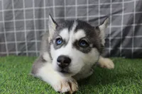 Dixie , a female Siberian Husky for sale in Maurice, IA – Photo 4 of 5