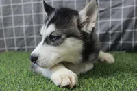 Dixie , a female Siberian Husky for sale in Maurice, IA – Photo 2 of 5