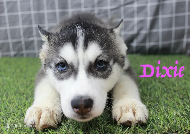 Dixie  – Siberian Husky puppy for sale in Maurice, IA