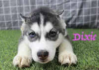 Dixie , a female Siberian Husky for sale in Maurice, IA – Photo 1 of 5