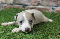 Jade , a female Italian Greyhound for sale in Maurice, IA – 5 of 6
