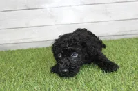 Honey, a female Kerry Blue Terrier for sale in Maurice, IA – 6 of 10
