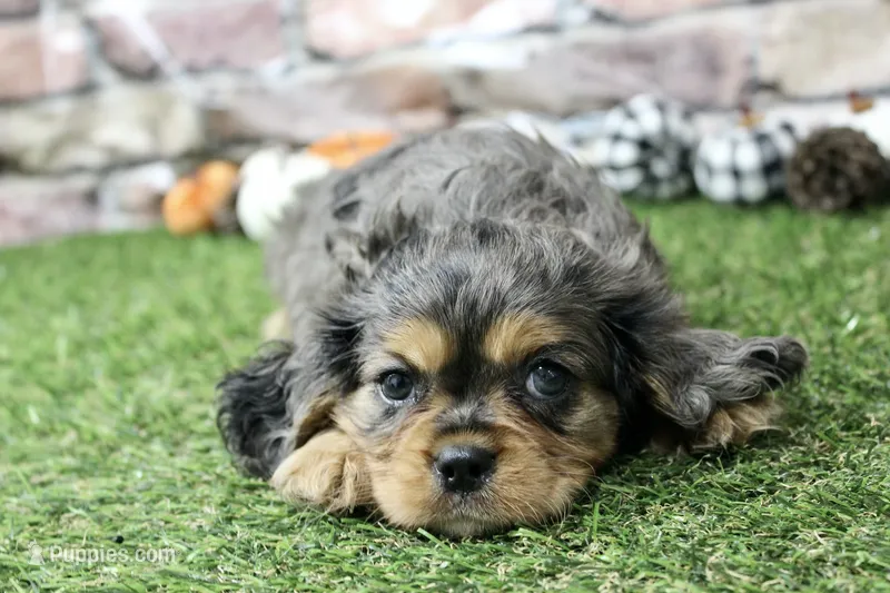 Frankie  – Cavalier King Charles Spaniel puppy for sale in Maurice, IA
