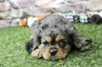 Frankie , a male Cavalier King Charles Spaniel for sale in Maurice, IA – 1 of 8