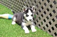 Smokey , a male Siberian Husky for sale in Maurice, IA – 2 of 7