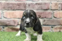 Chief, a male Basset Hound for sale in Maurice, IA – 4 of 5