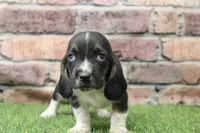 Chief, a male Basset Hound for sale in Maurice, IA – 5 of 5
