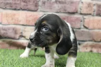 Chief, a male Basset Hound for sale in Maurice, IA – 2 of 5