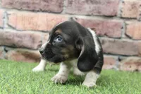 Chief, a male Basset Hound for sale in Maurice, IA – 3 of 5