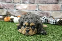 Frankie , a male Cavalier King Charles Spaniel for sale in Maurice, IA – 2 of 8