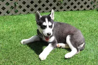 Gus , a male Siberian Husky for sale in Maurice, IA – 3 of 4