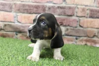 Hank, a male Basset Hound for sale in Maurice, IA – 3 of 5
