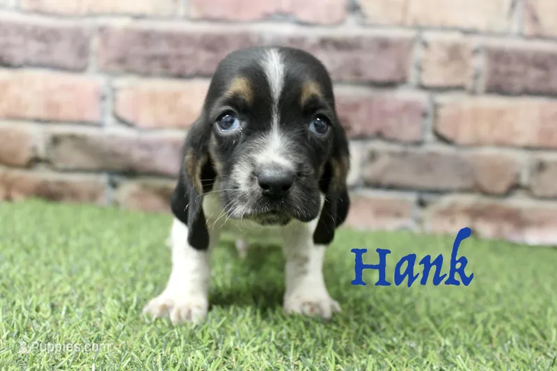 Hank, a male Basset Hound for sale in Maurice, IA – 1 of 5