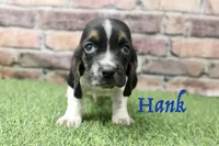 Hank, a male Basset Hound for sale in Maurice, IA – 1 of 5