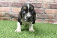 Hank, a male Basset Hound for sale in Maurice, IA – 5 of 5