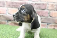 Hank, a male Basset Hound for sale in Maurice, IA – 2 of 5