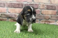 Hank, a male Basset Hound for sale in Maurice, IA – 4 of 5
