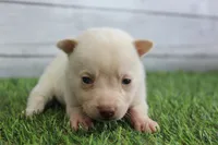 Luna, a female Alaskan Klee Kai for sale in Maurice, IA – 10 of 10