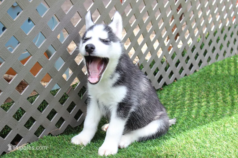 AJ – Siberian Husky puppy for sale in Maurice, IA