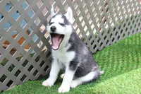 AJ, a male Siberian Husky for sale in Maurice, IA – 1 of 6