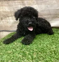 Eddie , a male Kerry Blue Terrier for sale in Maurice, IA – 5 of 10